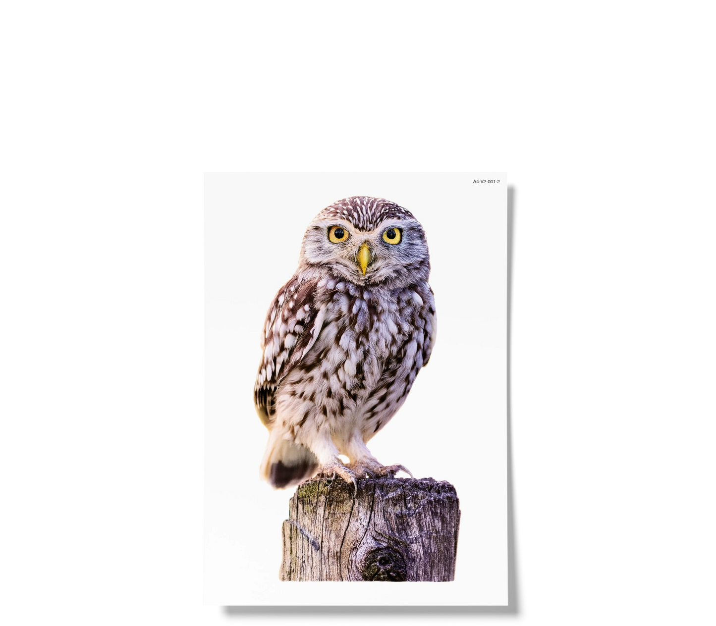 Fensterbilder | Waldvögel