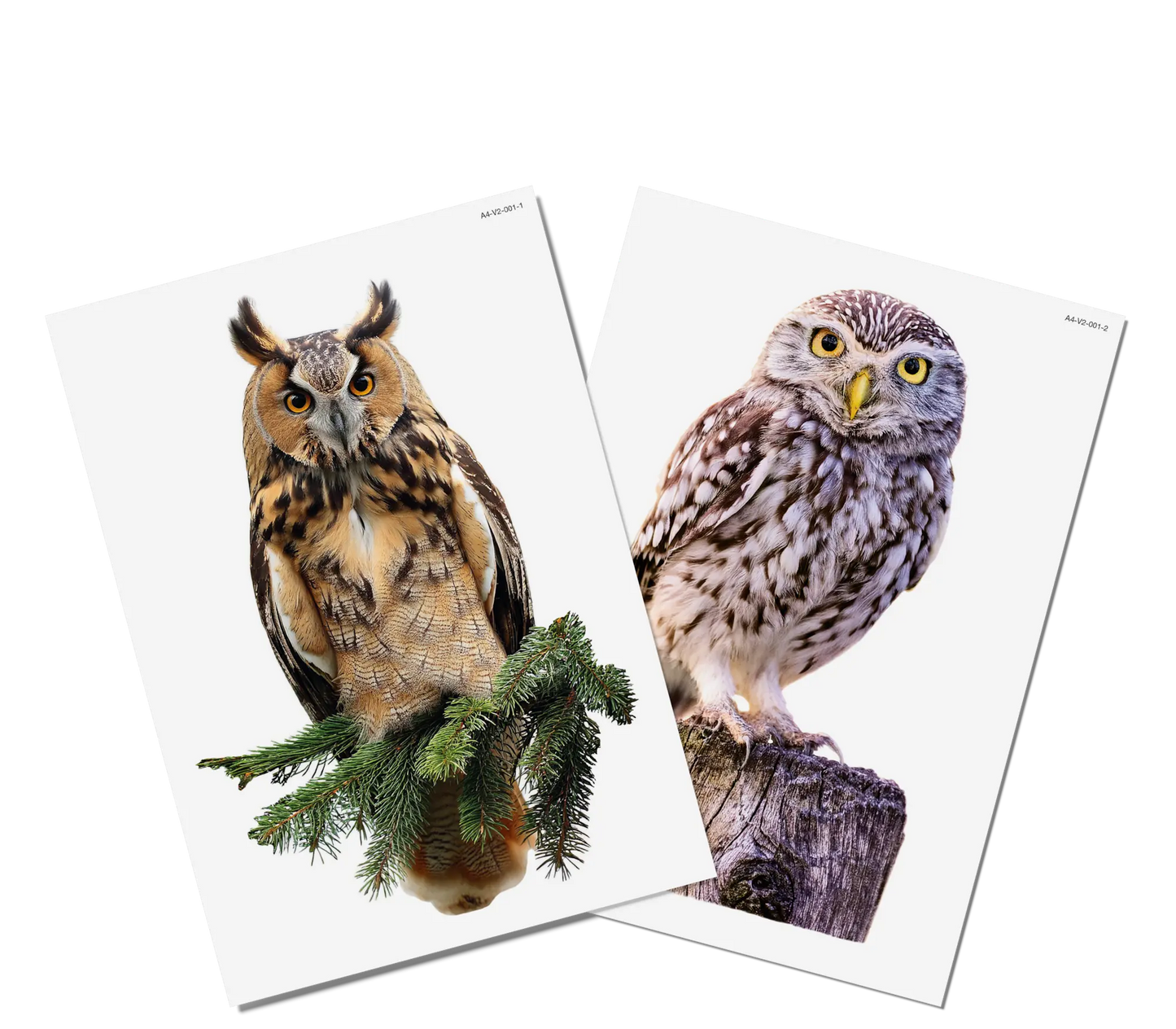 Fensterbilder | Waldvögel