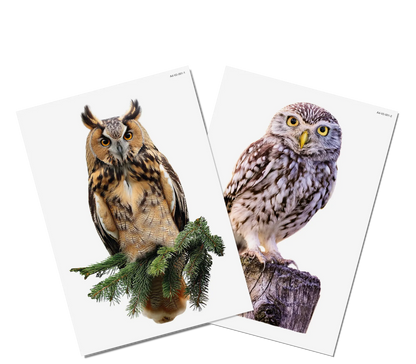 Fensterbilder | Waldvögel