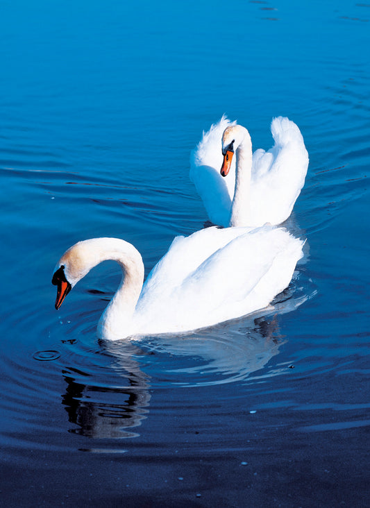 Schwäne im Wasser