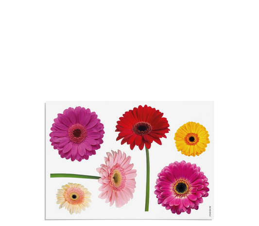 Fensterbilder | Gerbera
